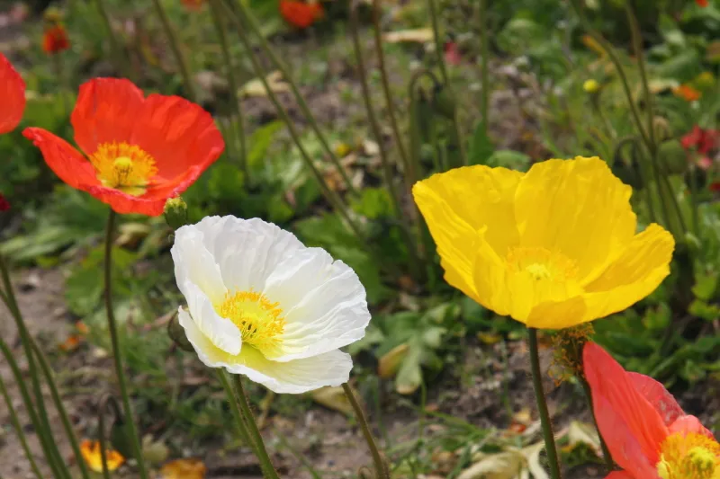 花畑のポピーは色鮮やかな白色・黄色・赤色・オレンジ色