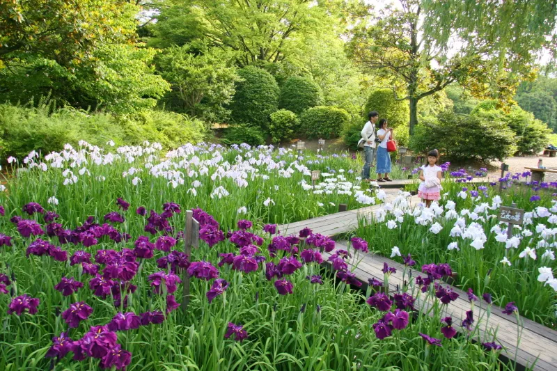 ６月に一万株の菖蒲が咲きほこる花しょうぶ祭り