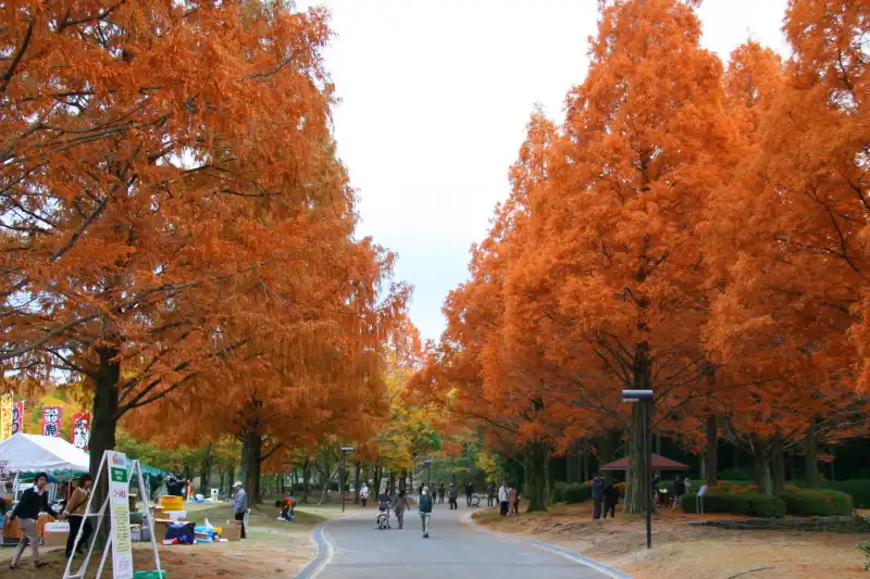 秋になると色鮮やかに色ずく紅葉も綺麗