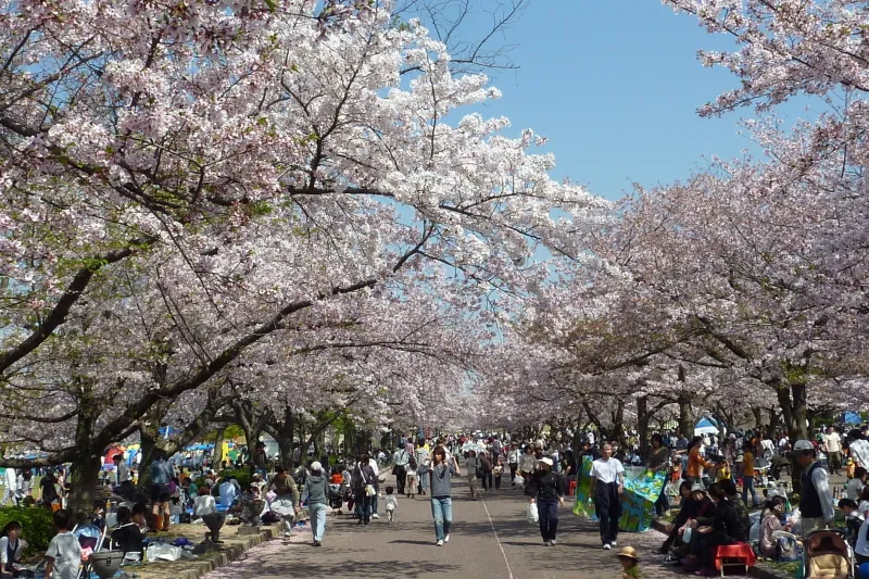 春の人気イベントとなっている桜まつり