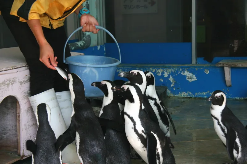 飼育員さんから魚をもらうケープペンギン