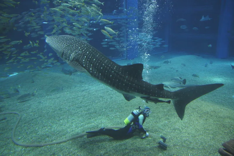 太平洋水槽を優雅に泳ぐ世界最大の魚・ジンベエザメ