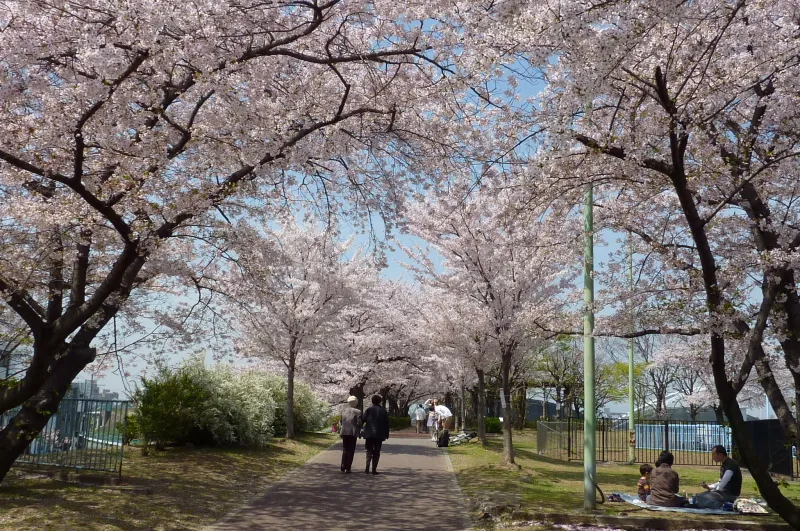毛馬水門の跡地は桜の名所としても有名