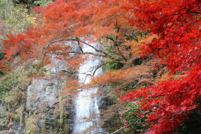 特に滝の前にある真っ赤に色づく紅葉は圧巻