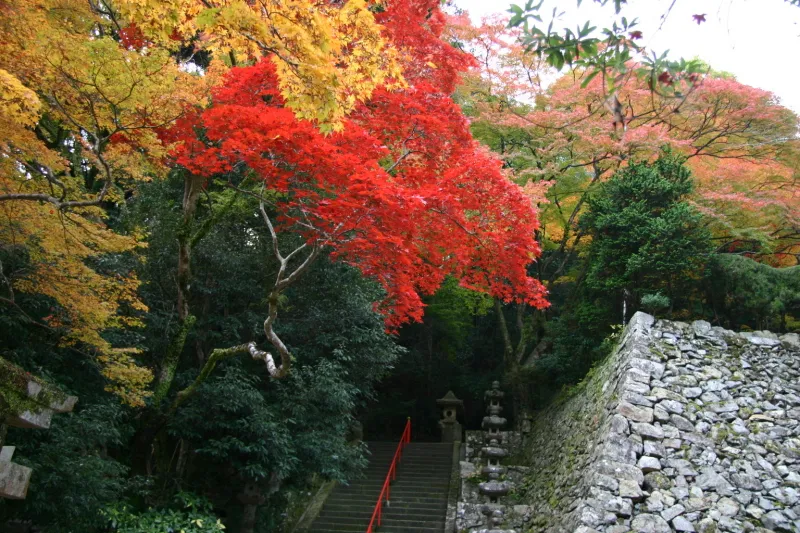 秋には遊歩道の周りの木が色づき、大阪を代表する紅葉の名所