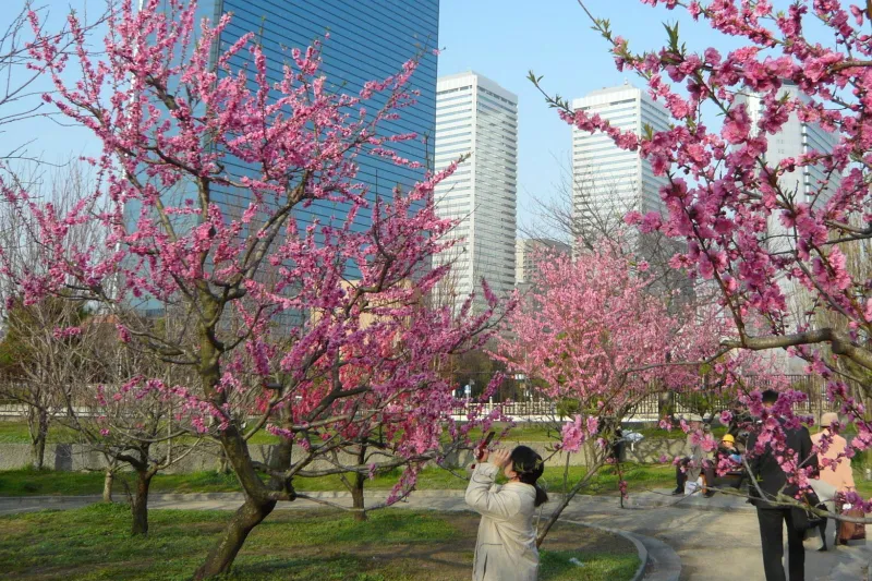 大きなつぼみに白色やピンクの花を咲かせる桃
