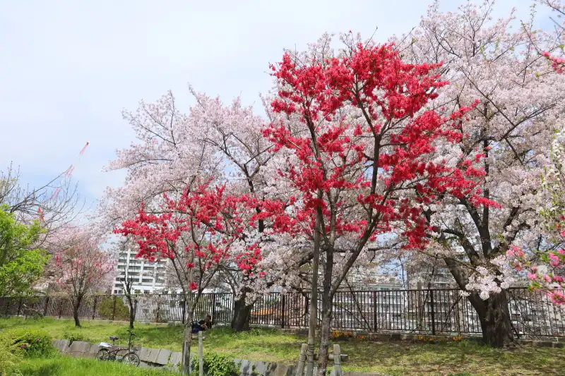 ４月中旬に訪れた時は、桃の後ろに桜が咲き誇り満開の光景