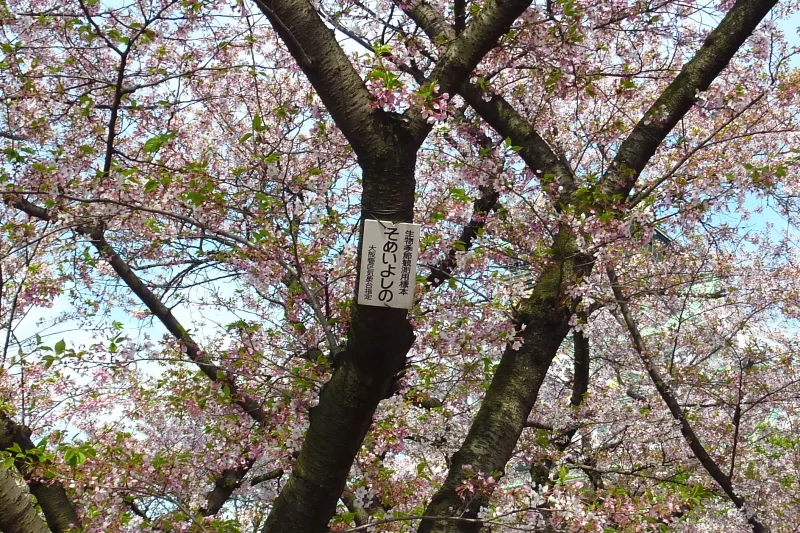 たくさんある木の中に一本だけある大阪の開花を決定する桜の標本木