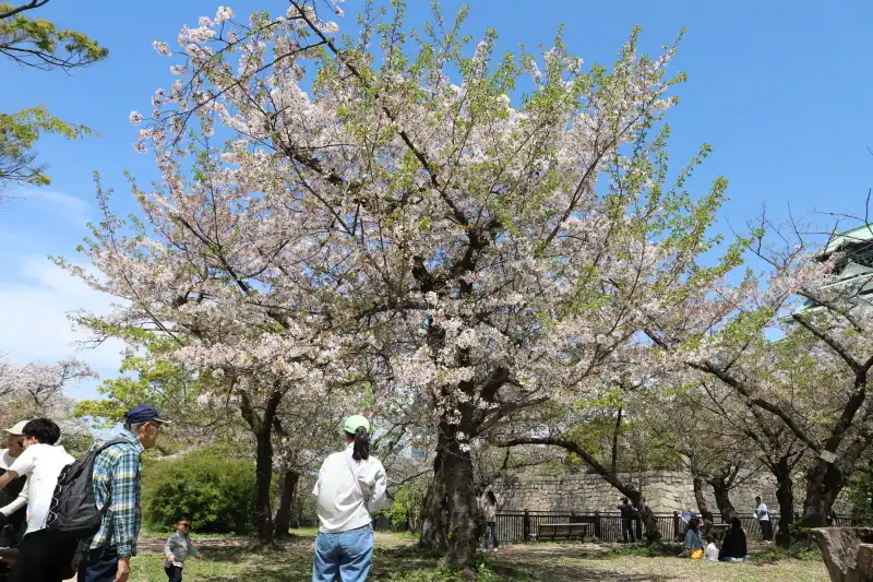 大阪府の桜の開花を知らせる「桜の標本木」があることでも有名