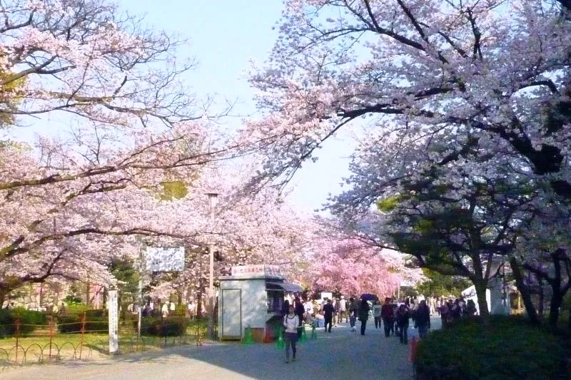 春の桜シーズンには大勢の人が訪れる桜の名所