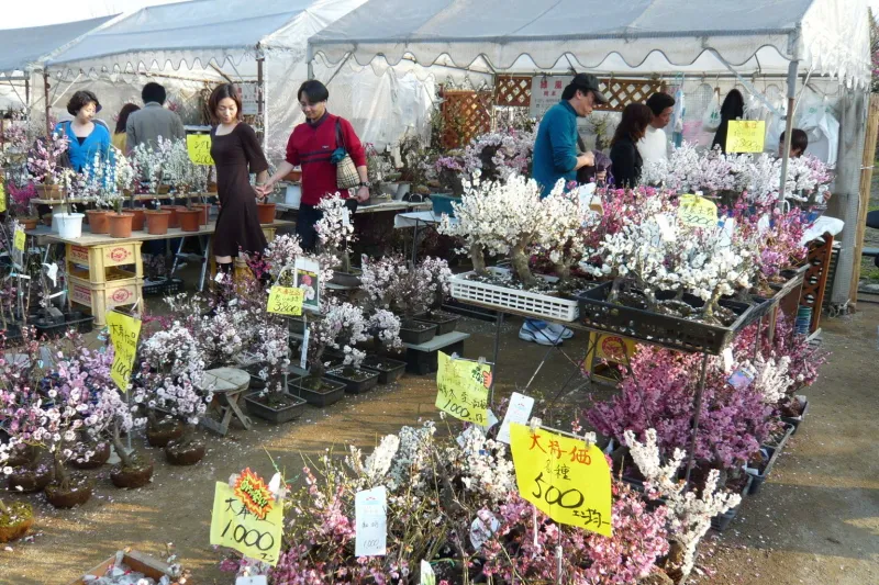 園内には、売店も開かれていて、鉢植えの梅を販売