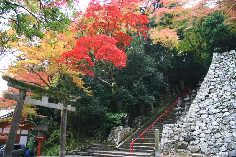 龍安寺の境内で色付いていた美しい紅葉