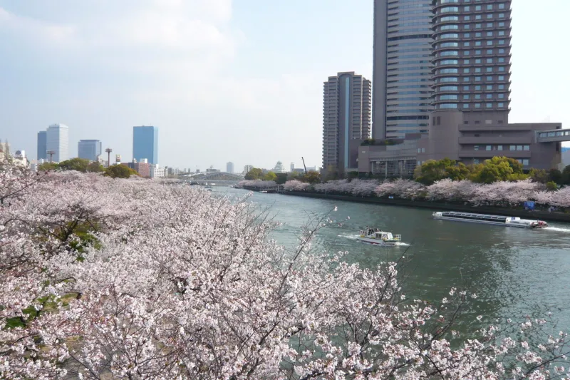 桜の名所としても有名で、数千本の桜が公園全体に咲く光景