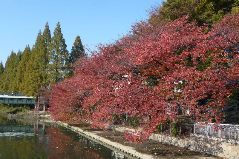 同じ場所から秋に撮った赤く紅葉する桜の木