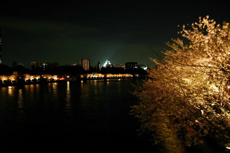 桜のライトアップ。中央に見えるのは大阪城