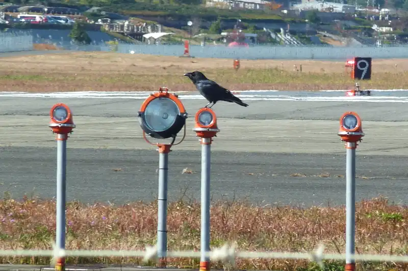 滑走路周辺では時々カラスを見かけ、バードストライクが心配