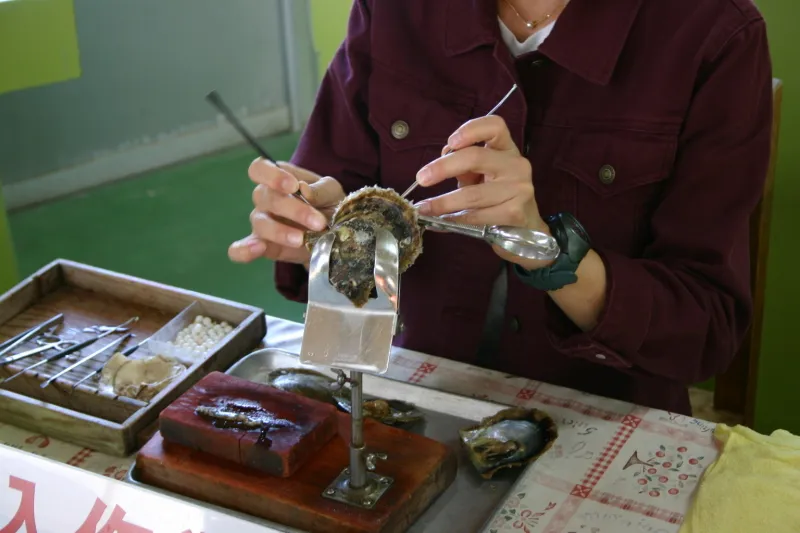 真珠工場ではアコヤ貝に真珠の核を入れる作業を見学
