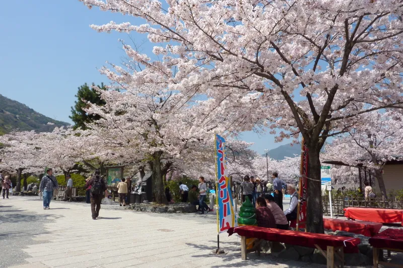 春にはたくさんの花が咲きほこる桜の名所