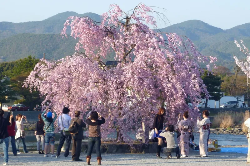 ピンク色の花を咲かせ、写真を撮る人も多い枝垂れ桜