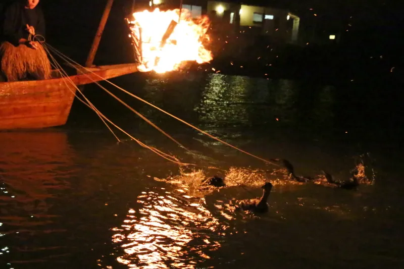 かがり火が水中を照らし、逃げるアユを鵜が捕まえる漁法
