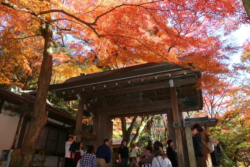紅葉に映える山門は京都の伏見桃山城からの移築