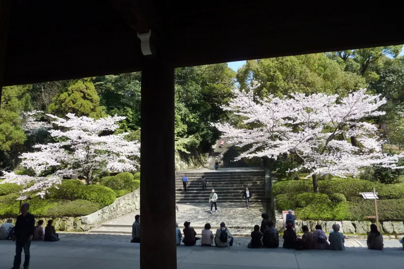 国宝の三門から眺める新緑と桜の美しい景色