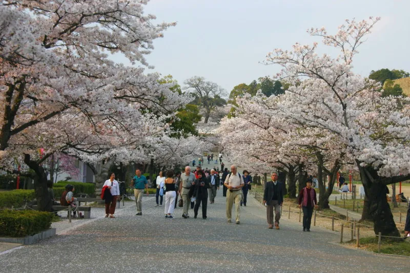 春になるとたくさんの人が訪れる桜の名所としても有名