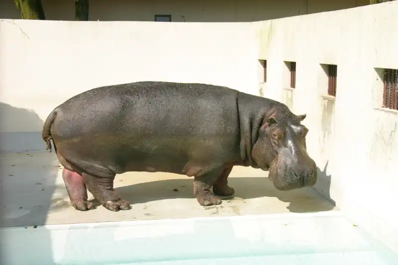 大きな体でゆっくりと歩き、リンゴが大好物のカバ