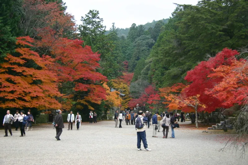 京都屈指の名所となっている神護寺の紅葉