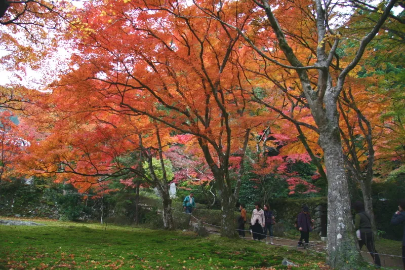 地面を覆う緑色の苔と色鮮やかな紅葉は秋の風物詩