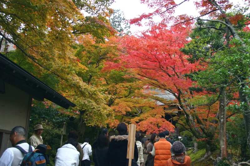 秋になると境内全体が色付く、紅葉の名所として有名