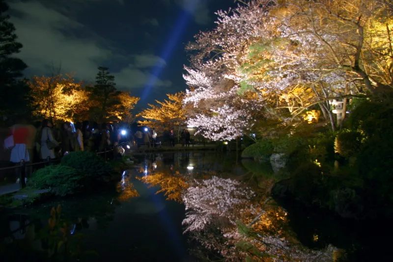 池の水面に夜桜が映り込む幻想的な夜景