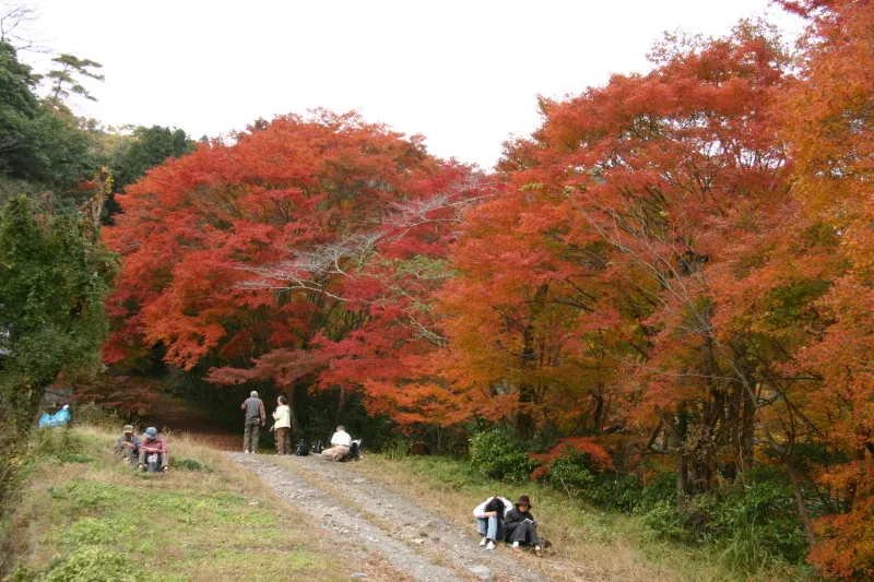 清滝の紅葉は色鮮やかで圧倒される景色が特徴