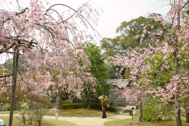 春に訪れた時、満開となっていた枝垂れ桜