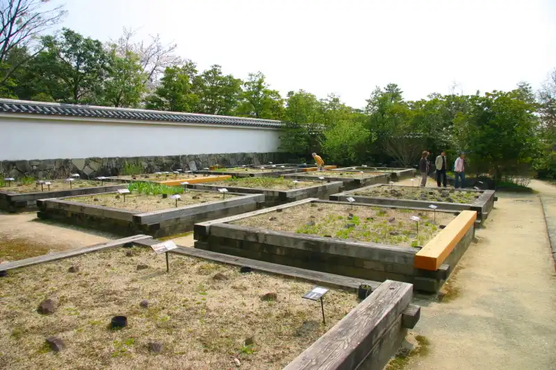 江戸時代に栽培されていた植物を育てている花壇