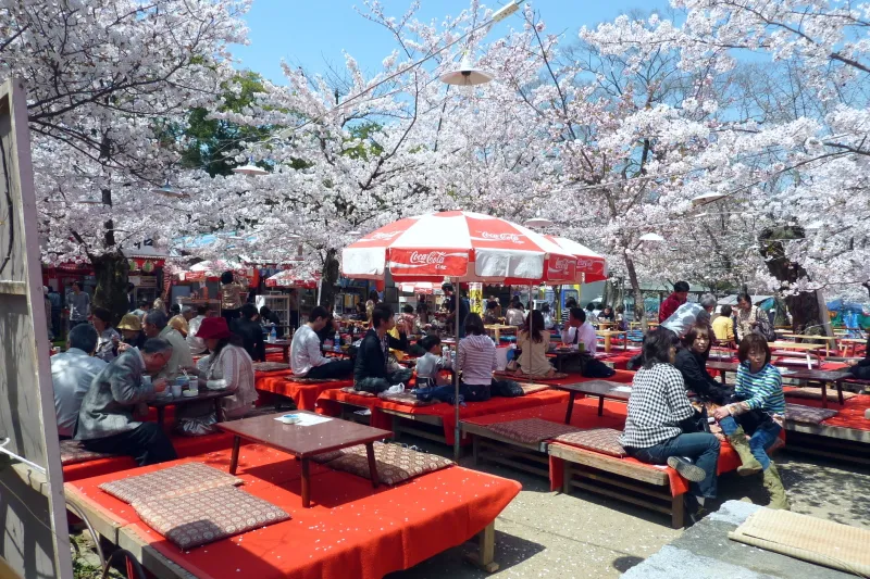 露店や花見席も出ているため、桜の下に座ってゆっくりとお食事
