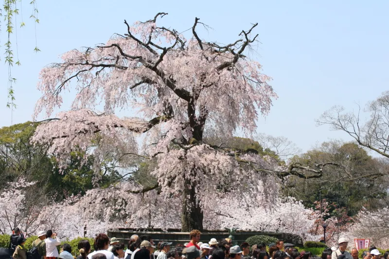 円山公園のシンボルとなっている祇園しだれ桜