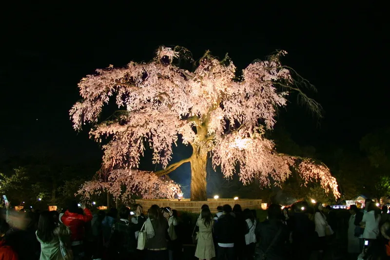 祇園しだれ桜はライトアップされ、夜空に浮かび上がる幻想的な光景