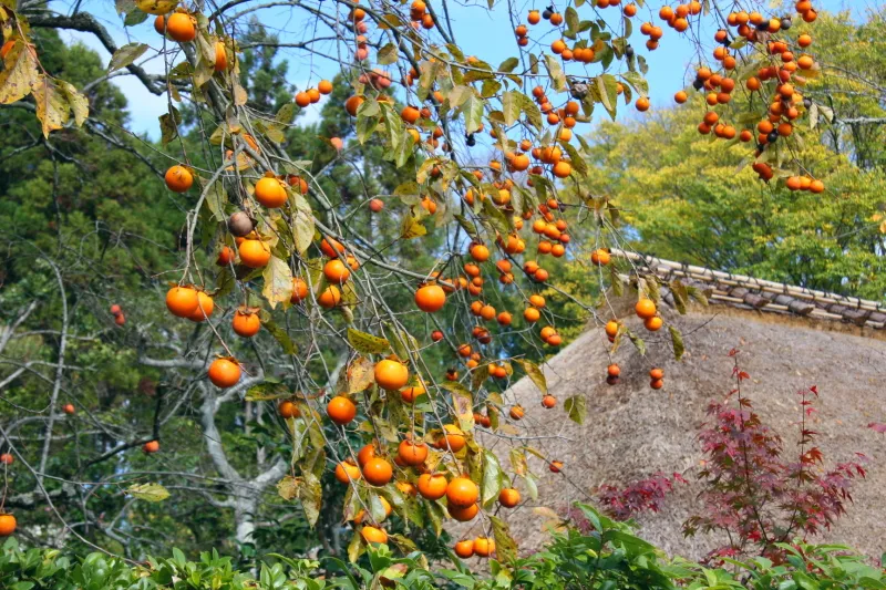 庭に植えられ、たくさんの実を付けていた柿の木