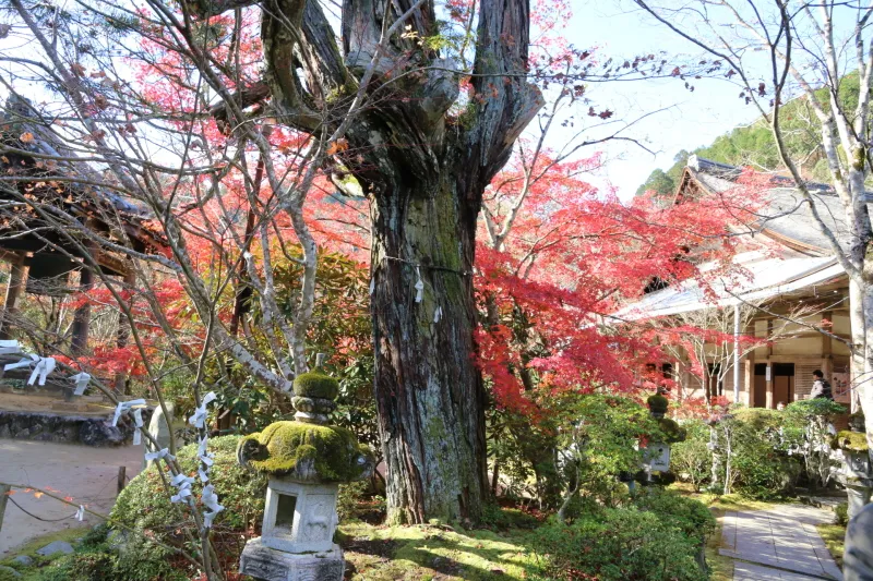 神木として祀られている樹齢７００年のコウヤマキ（高野槙）