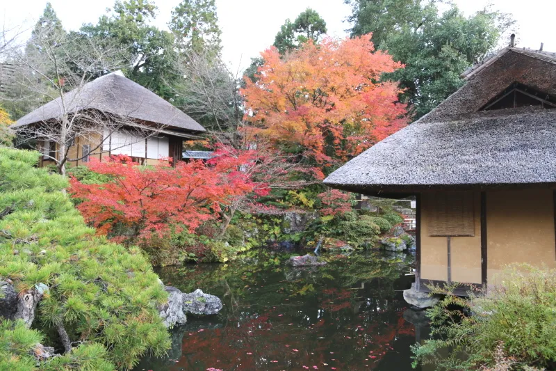 茶室や日本庭園もあり、秋には紅葉も見られる場所