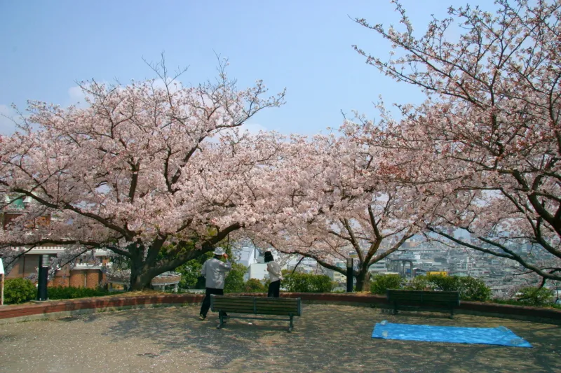 春にはソメイヨシノが咲き誇る桜の名所としても有名