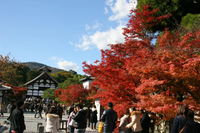 秋には紅葉の名所としてたくさんの人が訪れる天龍寺