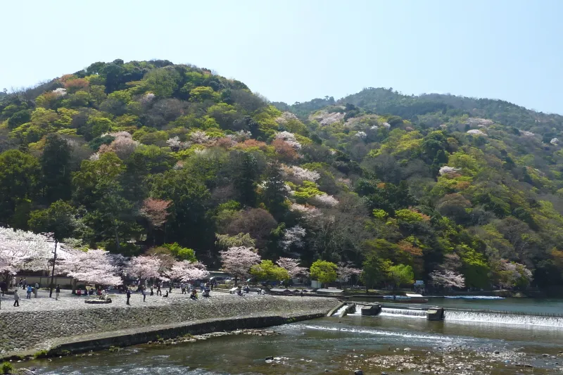 ４月になるとピンク色が山を染める渡月橋から眺める桜