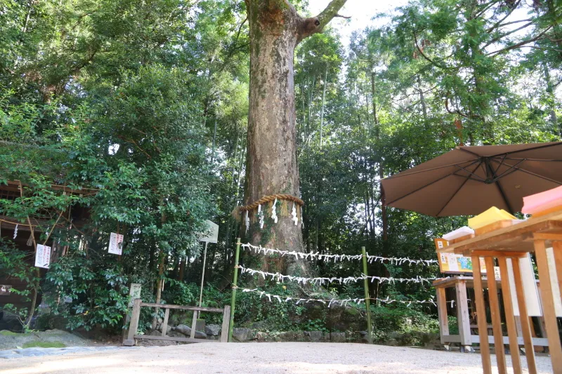高さ２７ｍ、樹齢３００年になる神木のケヤキ
