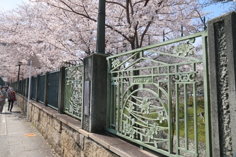 設置されているフェンスも桜がデザインされた柵