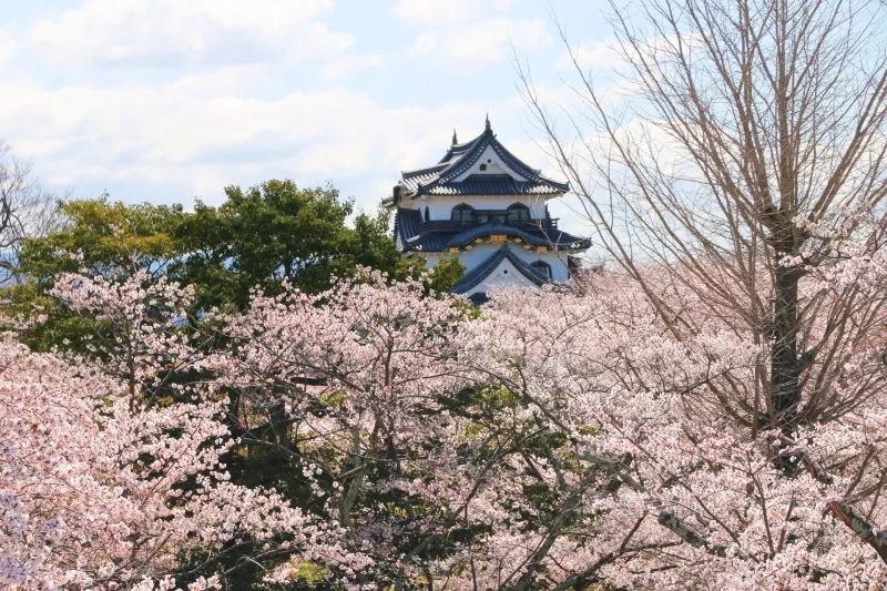三重櫓から眺める天守閣と満開の桜