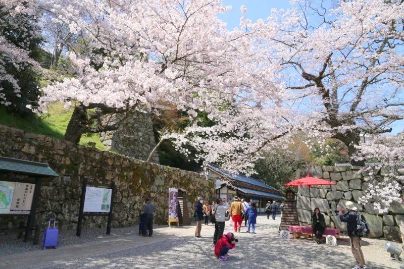 ソメイヨシノが美しく花を咲かせる彦根城の桜