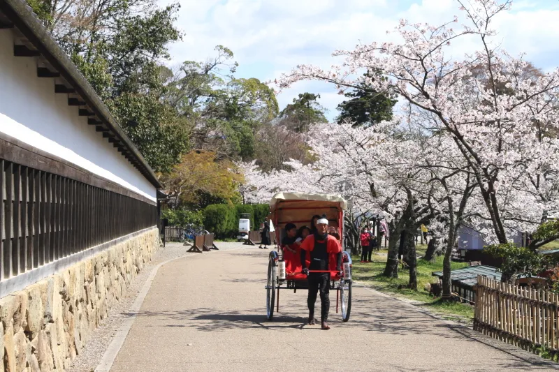 人力車に乗って説明を聞きながら彦根城の桜見物