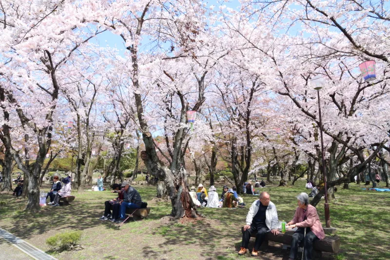 春になると桜が一斉に花を咲かせ多くの人が訪れる桜の名所